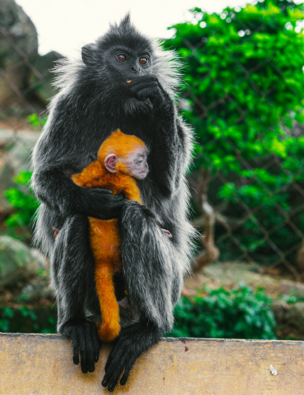 singe noir et blanc mangeant des fruits orange