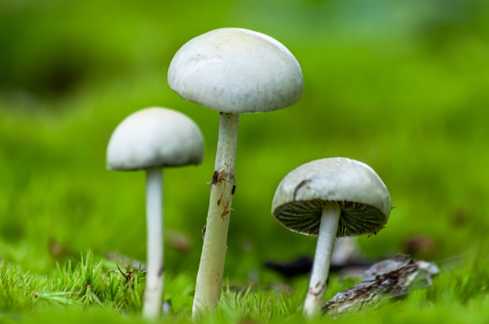 white mushroom on green grass during daytime