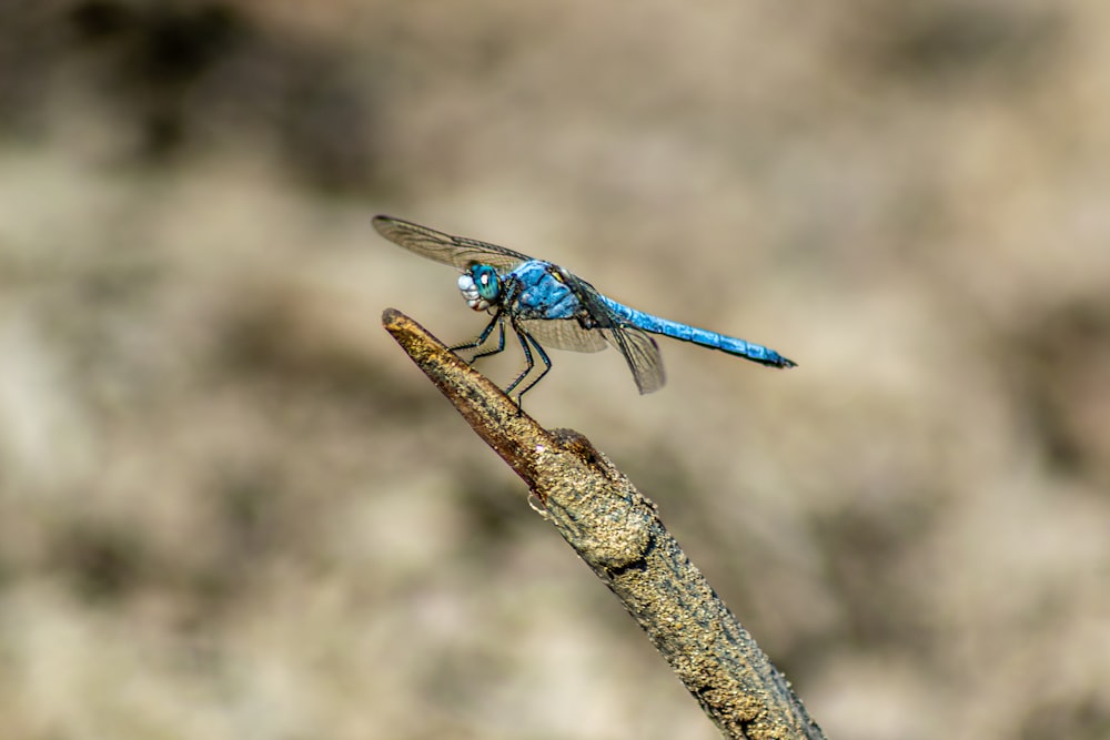 blue and black dragonfly on brown stick in close up photography during daytime