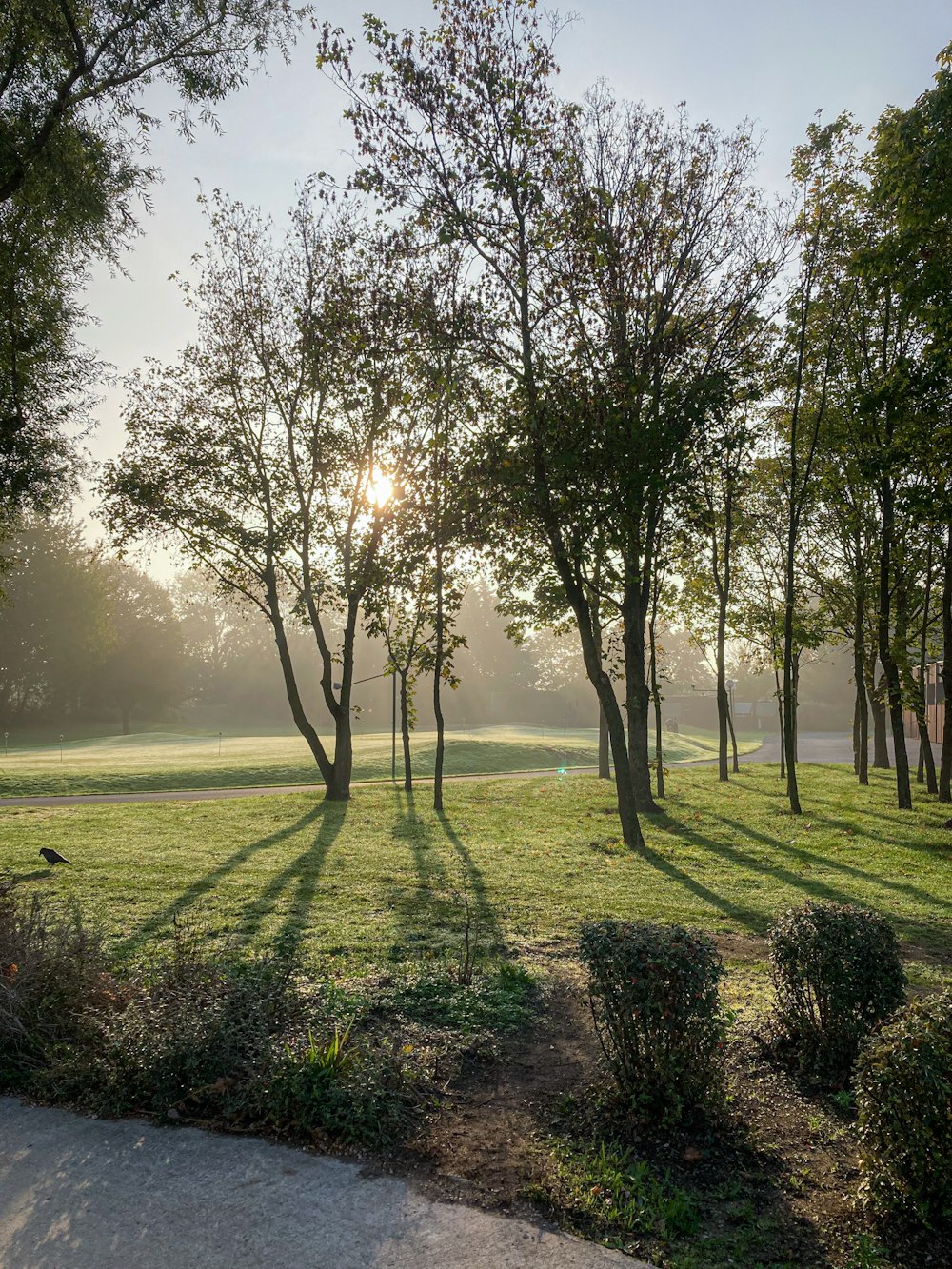 green grass field with trees on side