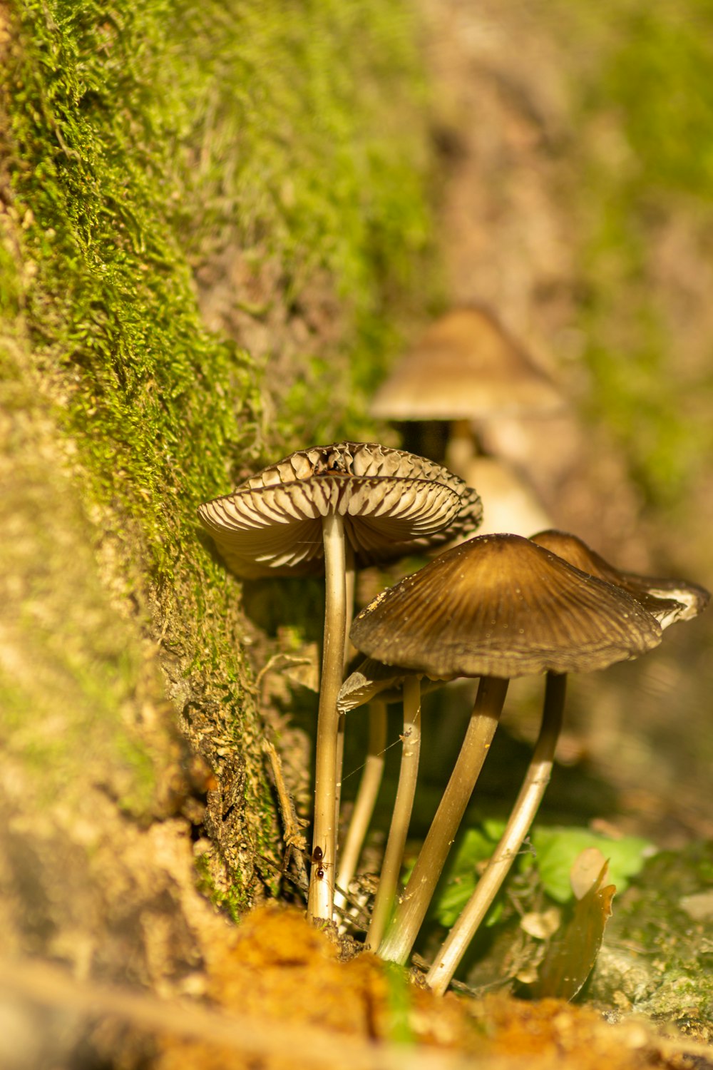 brown and white mushroom on green moss
