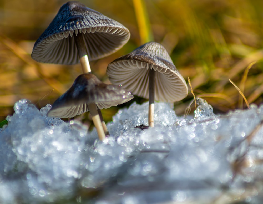 white and brown mushrooms on snow covered ground