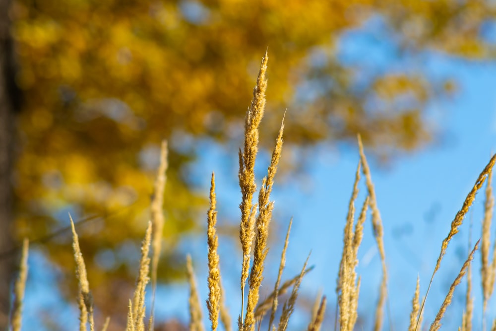 brown wheat field during daytime