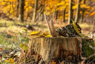 brown wood log on forest during daytime