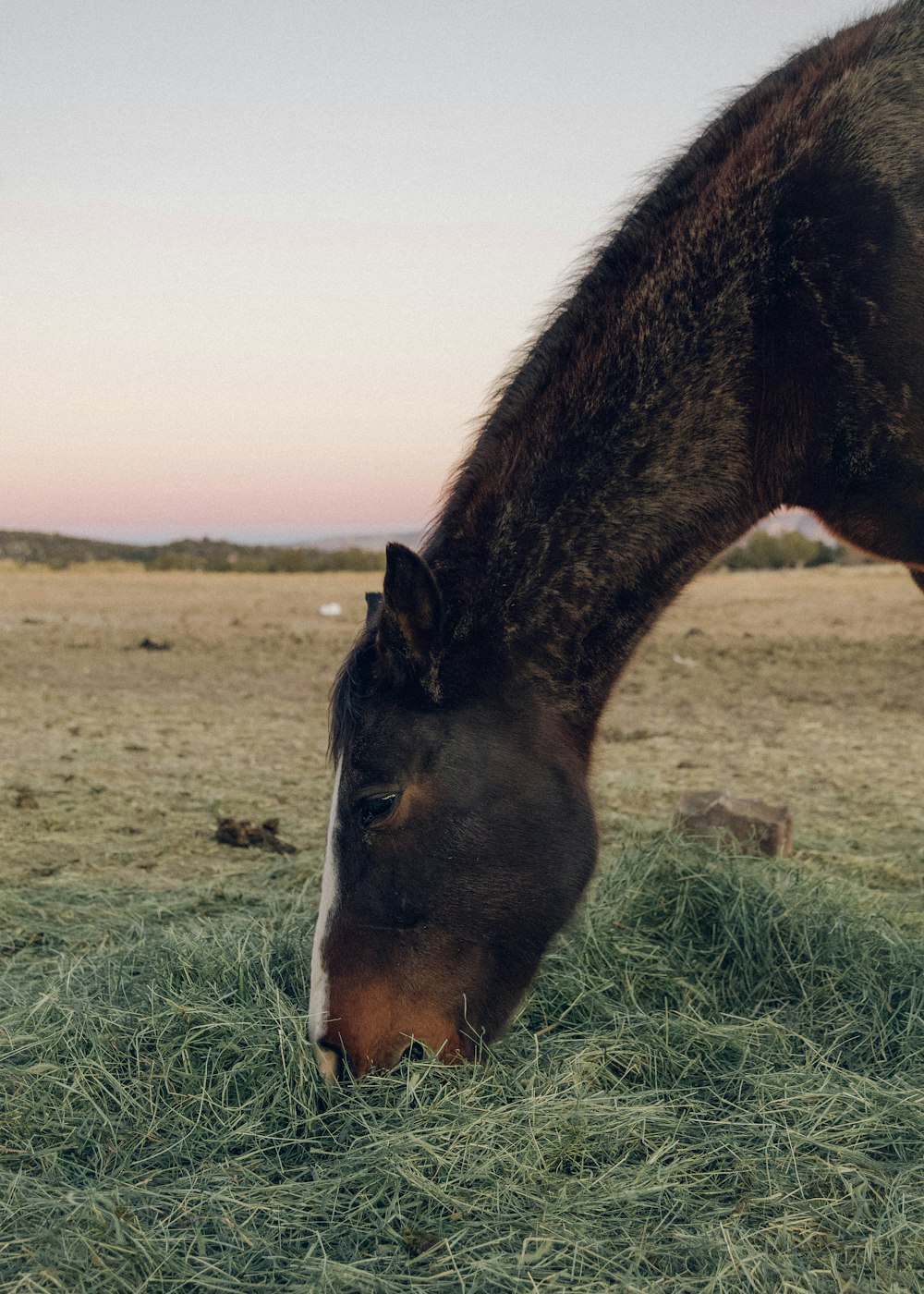 brown horse eating grass during daytime