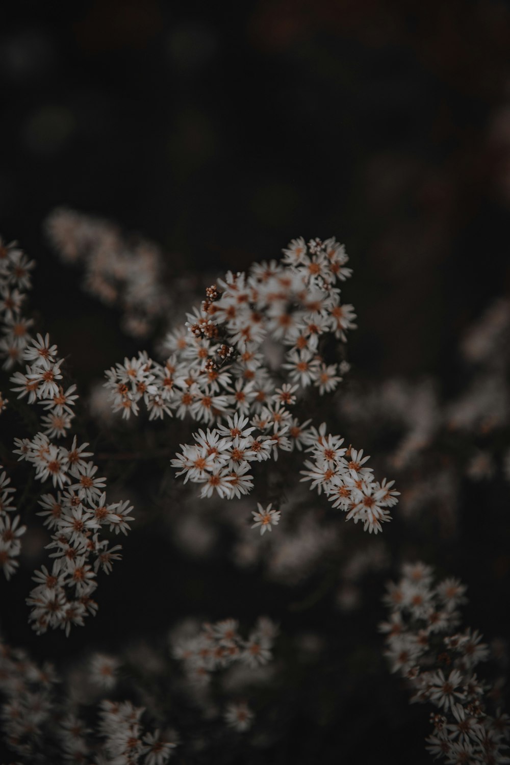 white and brown flower in close up photography