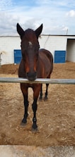 A horse stands in a stable, facing forward with its head resting on a horizontal metal bar. The animal's coat is a dark brown, contrasting with the lighter brown of the dirt and straw-covered ground. Behind the horse are blue and white stable doors and walls, indicating a farm or equestrian setting. The sky is visible above, covered with soft clouds.