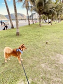 A caramel-colored dog on a leash stands on a grassy area, wearing a blue bandana around its neck. Palm trees are scattered across the landscape with people in the background enjoying a sunny day near a concrete path. Some individuals sit on the grass while others walk with strollers or relax under the trees. There are mountains in the distant background, and the sky is clear and blue.