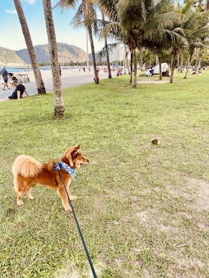 A caramel-colored dog on a leash stands on a grassy area, wearing a blue bandana around its neck. Palm trees are scattered across the landscape with people in the background enjoying a sunny day near a concrete path. Some individuals sit on the grass while others walk with strollers or relax under the trees. There are mountains in the distant background, and the sky is clear and blue.