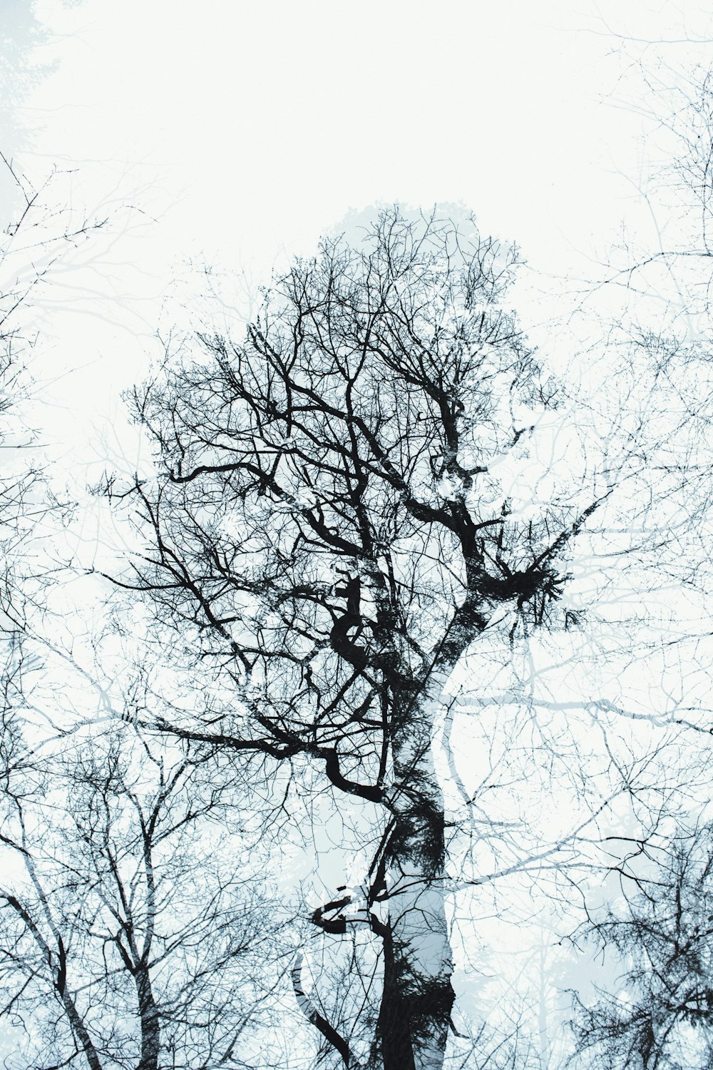 낮 동안 하얀 하늘 아래 검은 벌거 벗은 나무