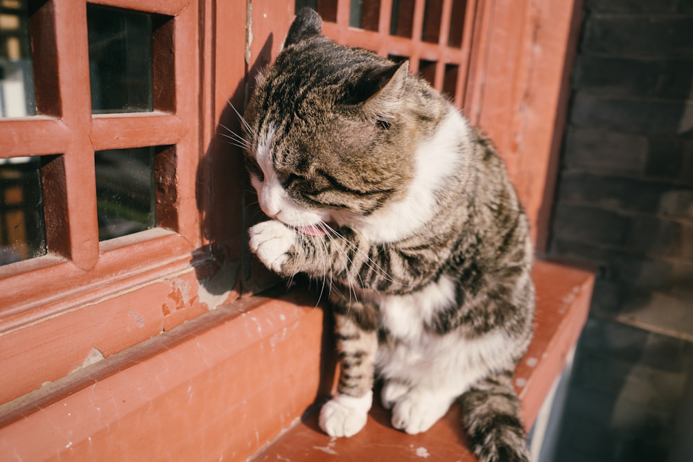 Schwarz-weiß getigerte Katze auf braunem Holzfenster