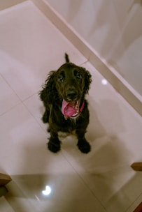 black short coated dog sitting on white ceramic floor tiles