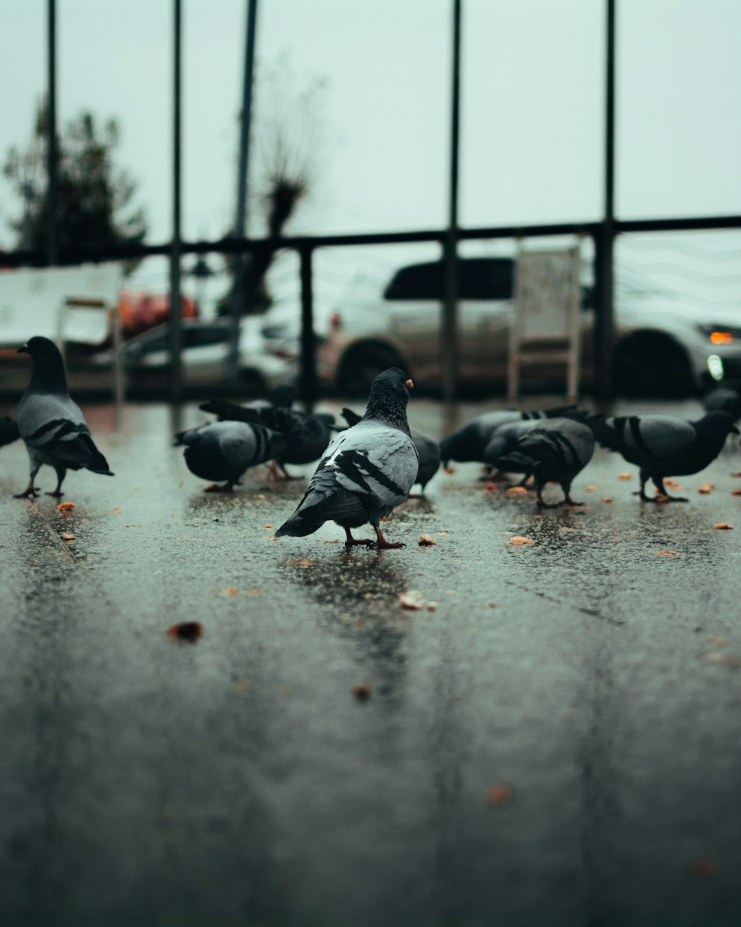 flock of birds on wet road during daytime