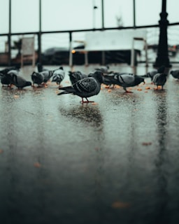 flock of black birds on wet ground during daytime