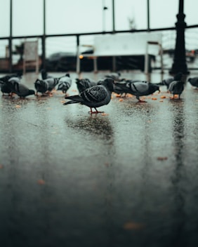 flock of black birds on wet ground during daytime