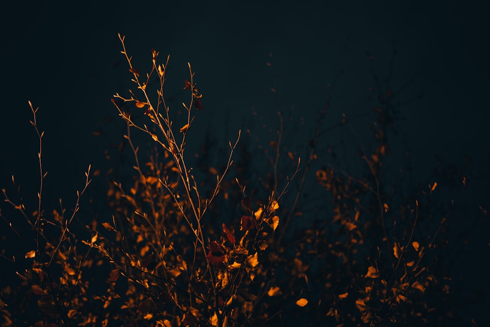 yellow leaves on black background