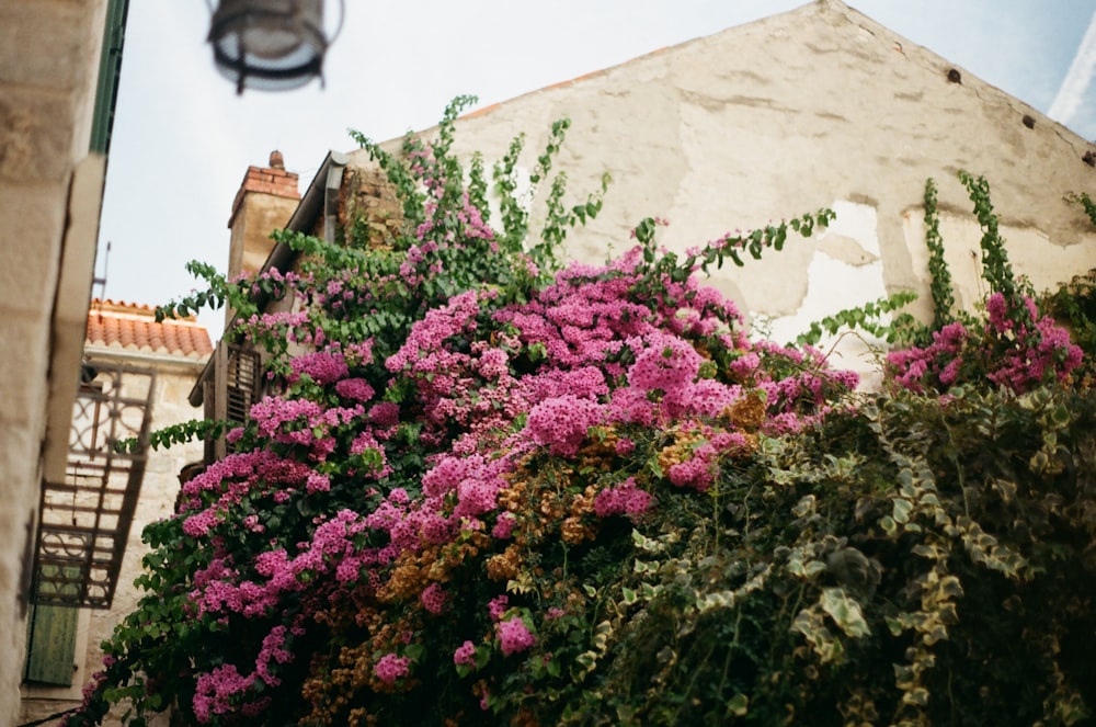 flores moradas en pared de concreto blanco