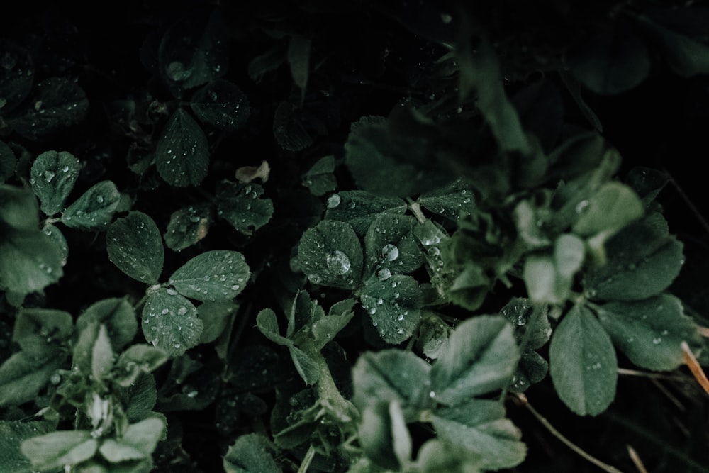 green leaves with water droplets