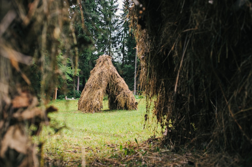 brown tree trunk on green grass field during daytime