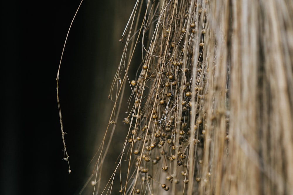 water droplets on brown wooden fence