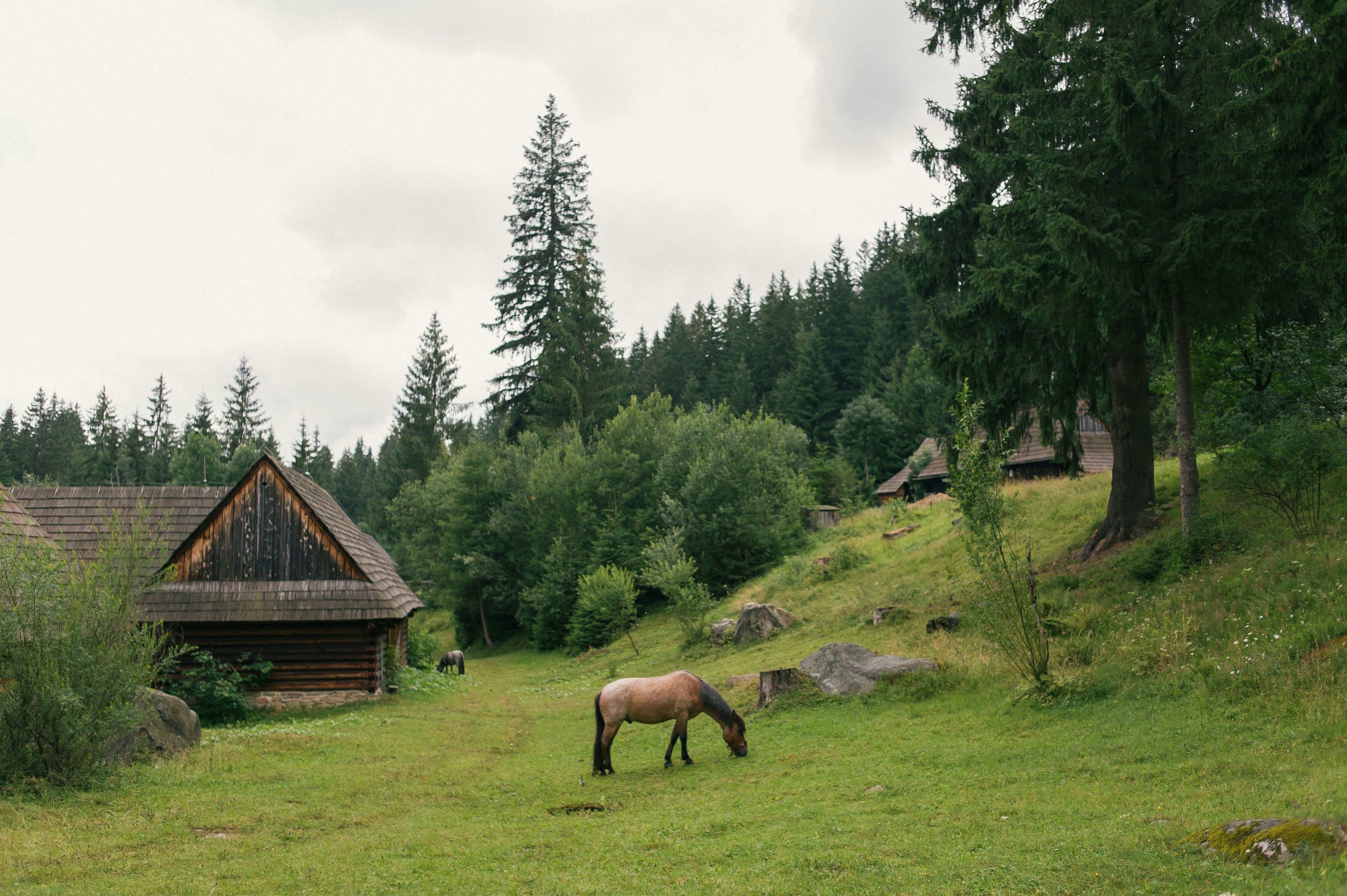 brown horse eating grass on green grass field during daytime, 