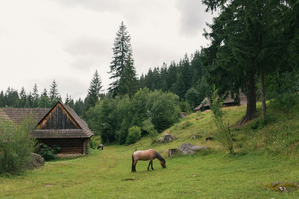 cavallo marrone che mangia erba sul campo di erba verde durante il giorno