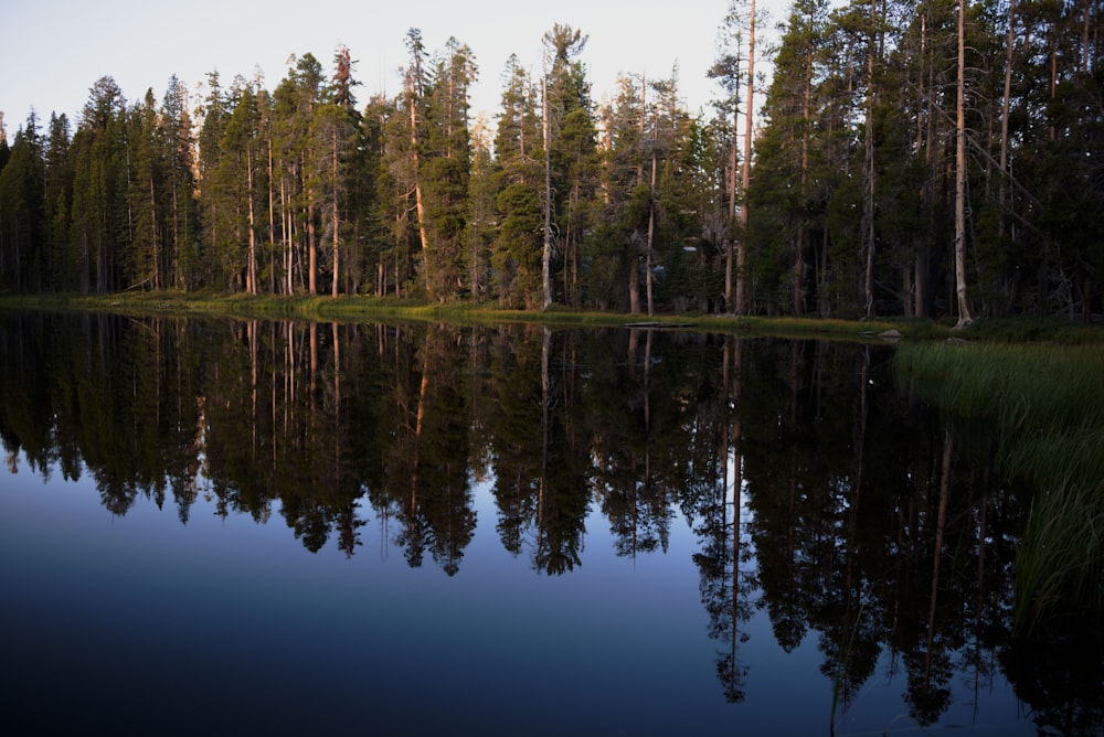 green trees beside body of water during daytime