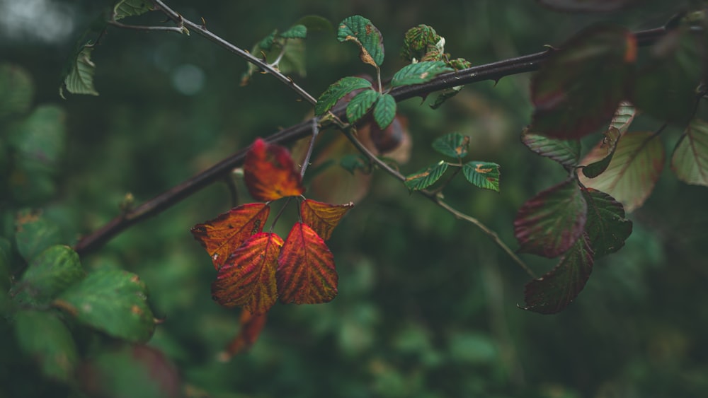 red and green leaves on tree branch