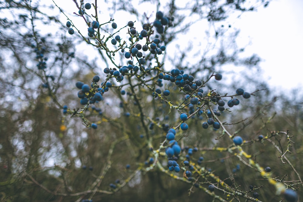 blue round fruits on tree