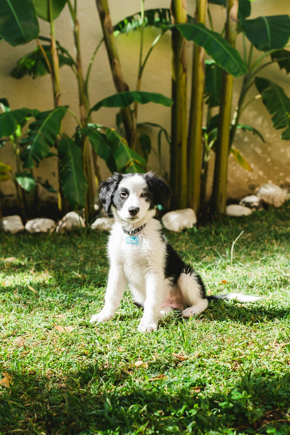 white and black short coated dog on green grass field during daytime