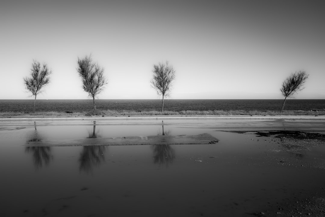 leafless tree on the field