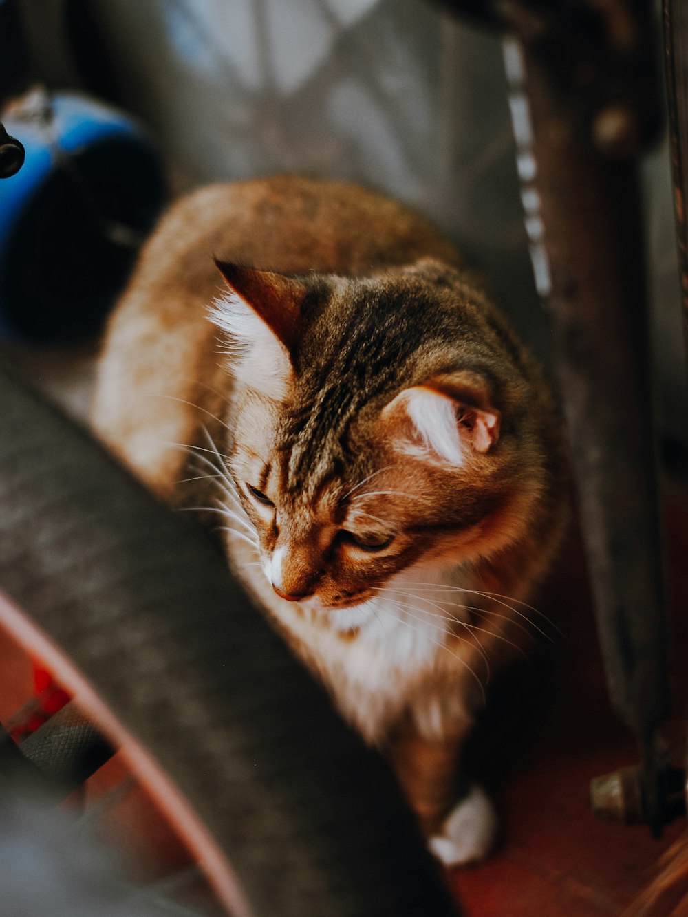 brown and white tabby cat