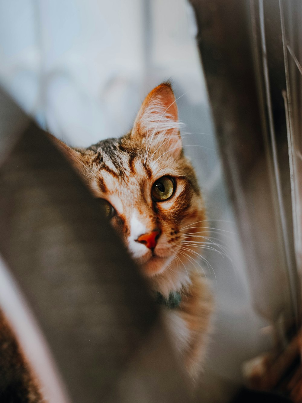 brown tabby cat on white metal frame