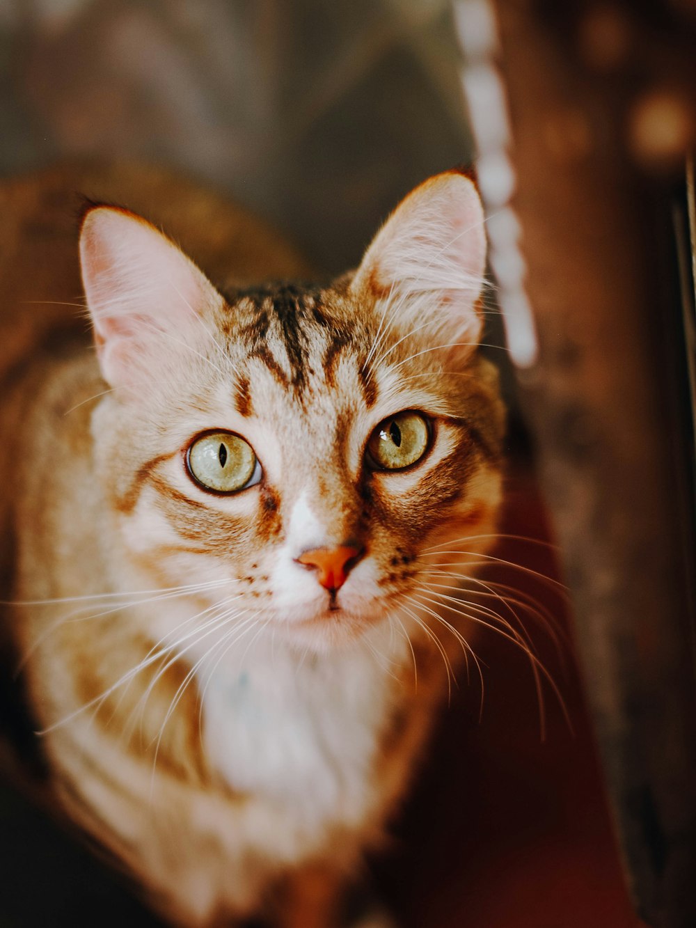 brown tabby cat in close up photography