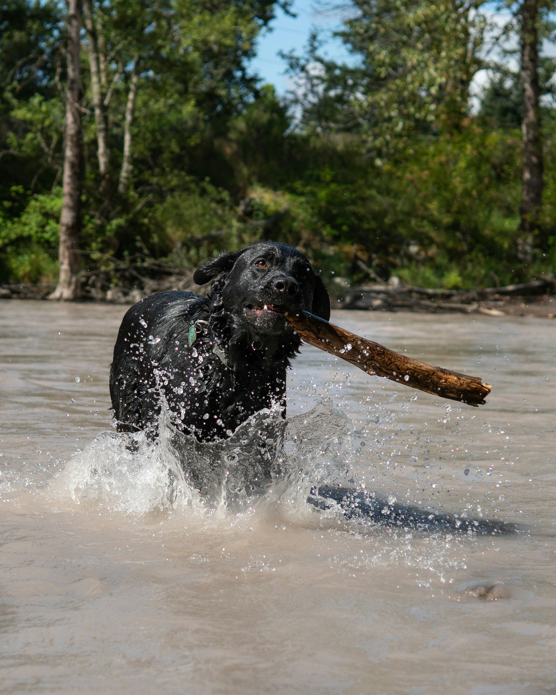 black labrador retriever running on water during daytime