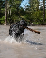 A black dog is enthusiastically sprinting through water, with splashes surrounding it, while holding a large stick in its mouth. The background features a lush green forest with various trees, indicating a natural and vibrant outdoor setting.