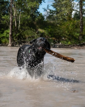 A black dog is enthusiastically sprinting through water, with splashes surrounding it, while holding a large stick in its mouth. The background features a lush green forest with various trees, indicating a natural and vibrant outdoor setting.