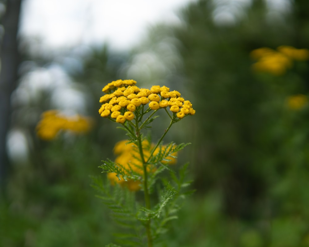 yellow flower in tilt shift lens