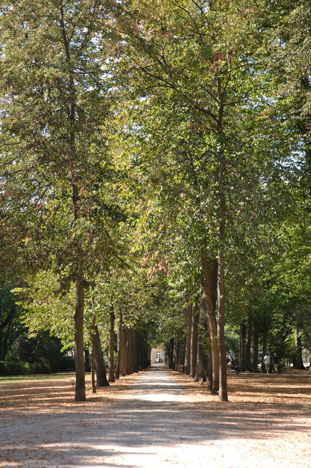 green trees on park during daytime