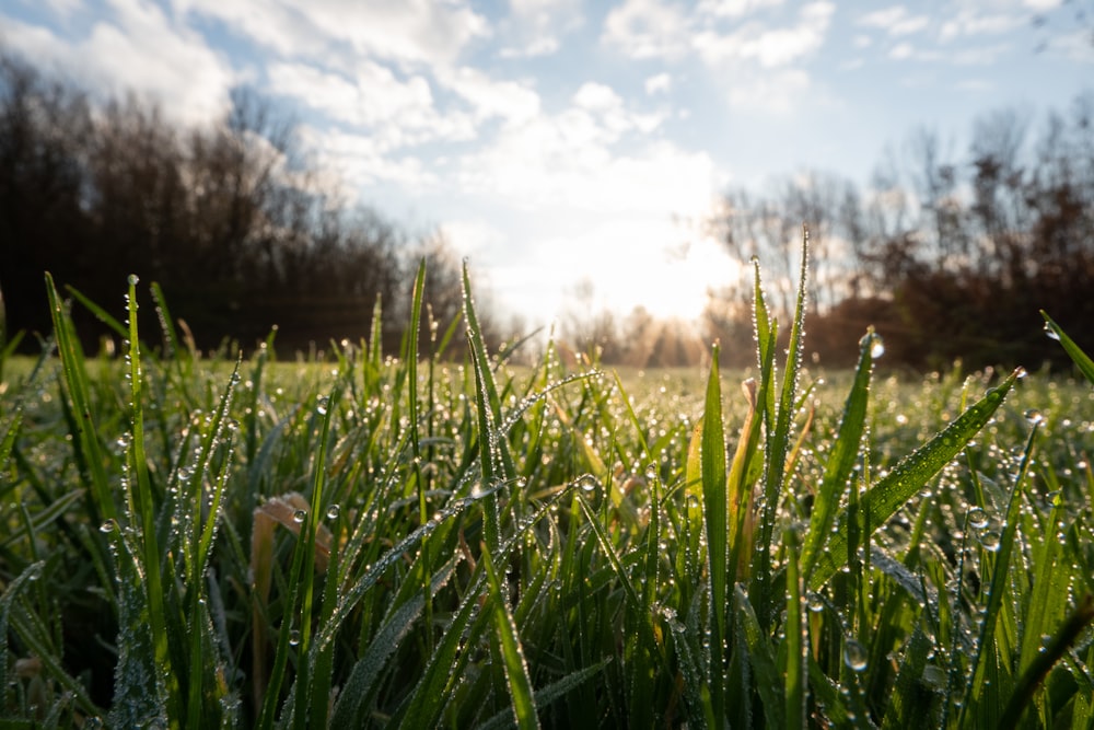 campo di erba verde durante il giorno