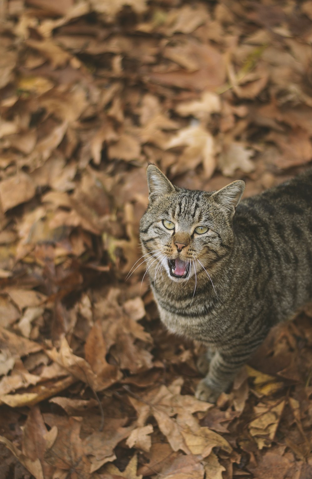 brown tabby cat on brown dried leaves