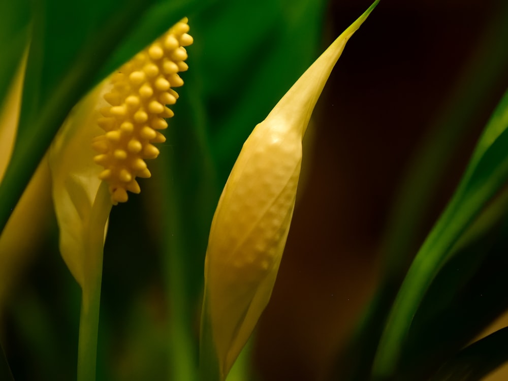 yellow flower with water droplets