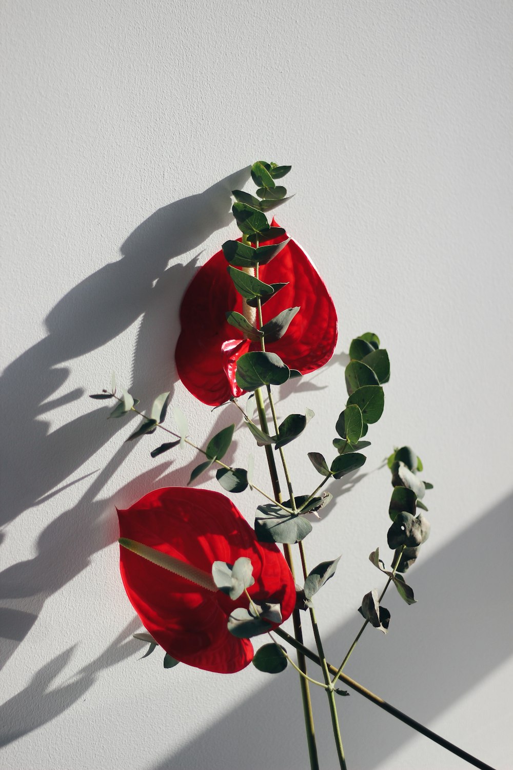 red rose in bloom beside white wall