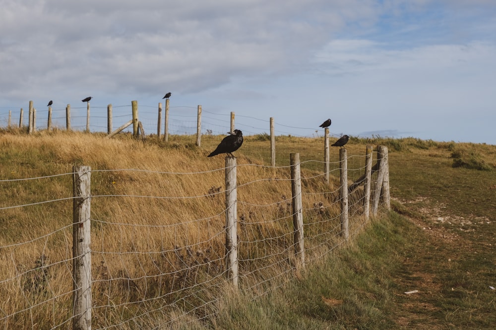 pájaro negro en la valla de madera marrón durante el día