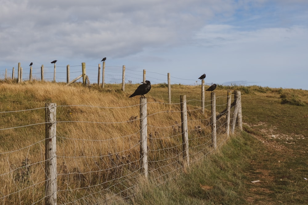 black bird on brown wooden fence during daytime