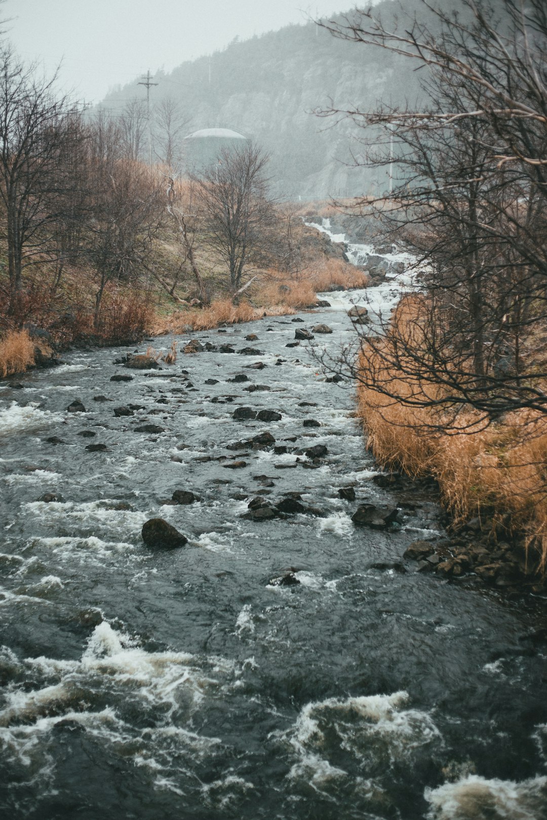 brown trees beside river during daytime