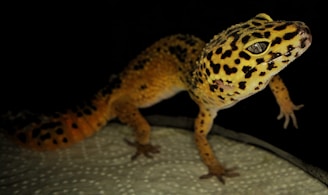 A leopard gecko basking under a warm light with its textured skin clearly visible