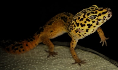 A leopard gecko is perched on a textured surface against a dark background. Its body features vibrant yellow with distinctive black spots, and it has a keen, alert expression.