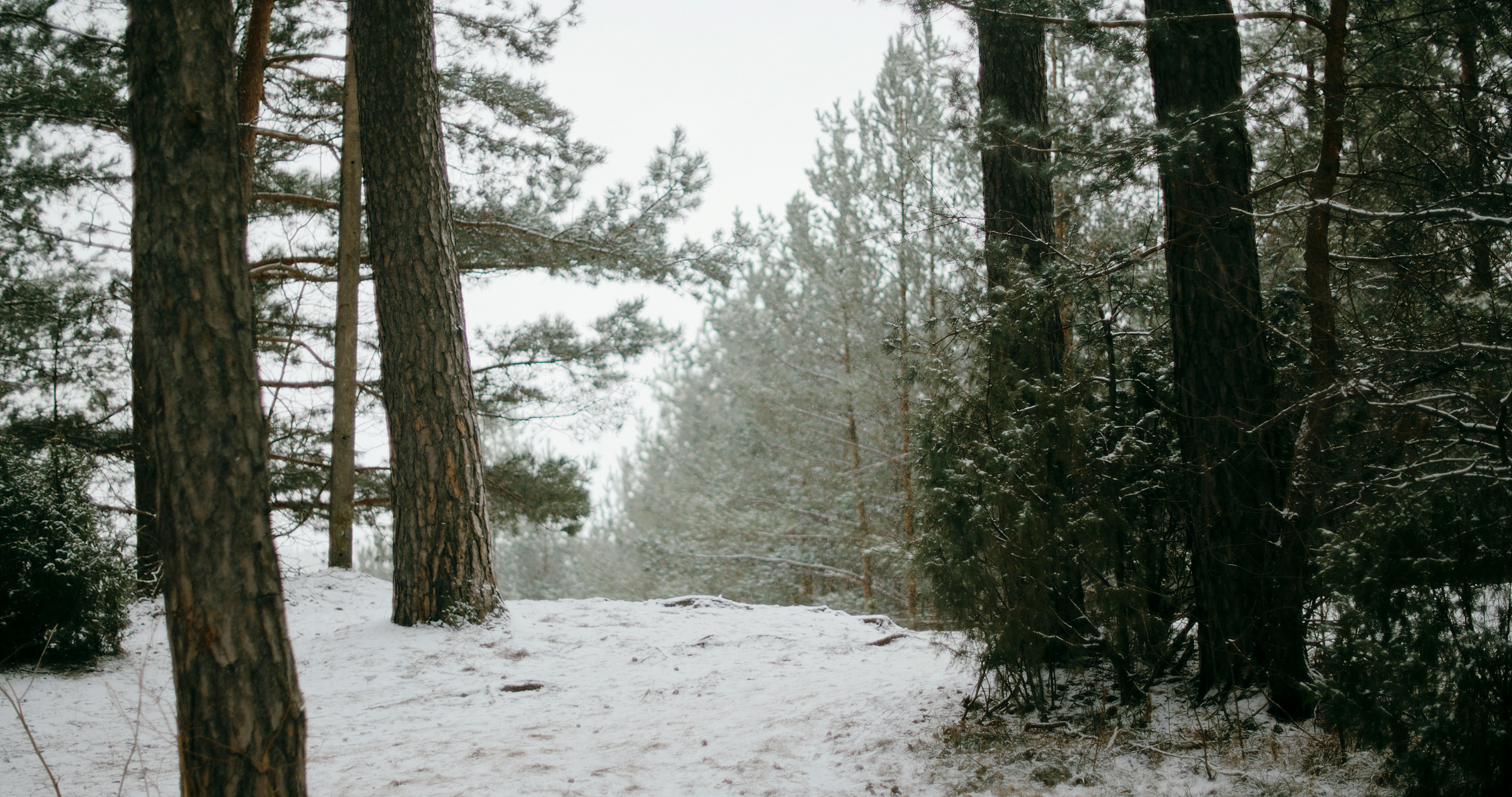 A snowy path through a forest with lots of trees photo – Free Forest ...