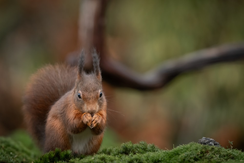 a squirrel is standing on a mossy surface